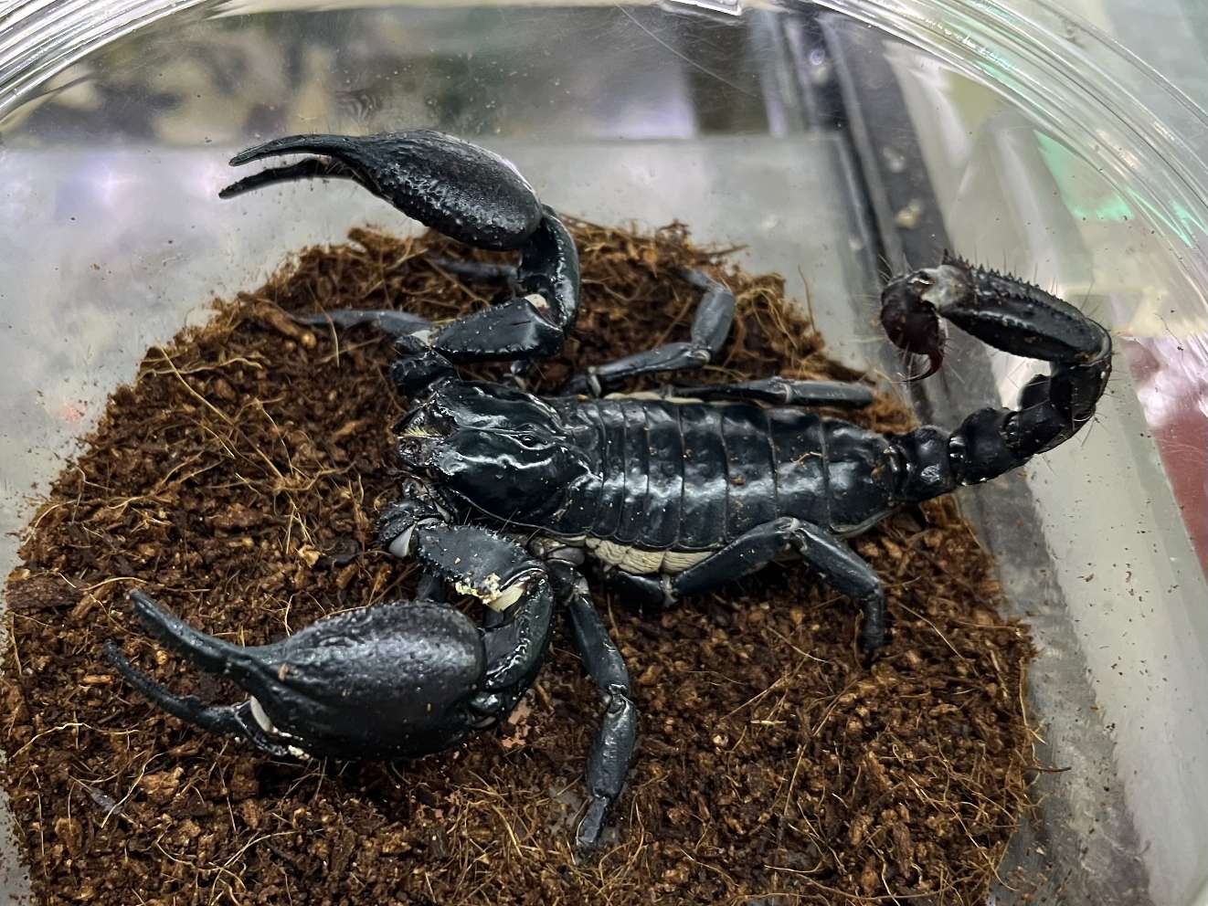 チャグロサソリ ポロロッカ足柄