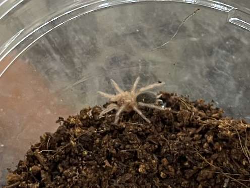 チャコジャイアントゴールデンストライプニータランチュラ ポロロッカ足柄