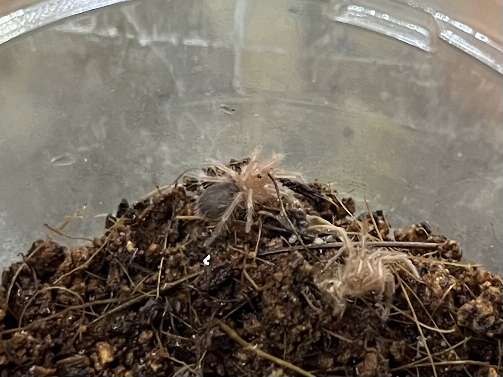 チャコジャイアントゴールデンストライプニータランチュラ ポロロッカ足柄