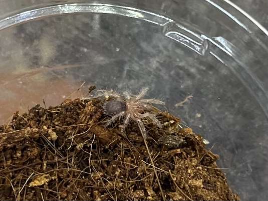 チャコジャイアントゴールデンストライプニータランチュラ ポロロッカ足柄