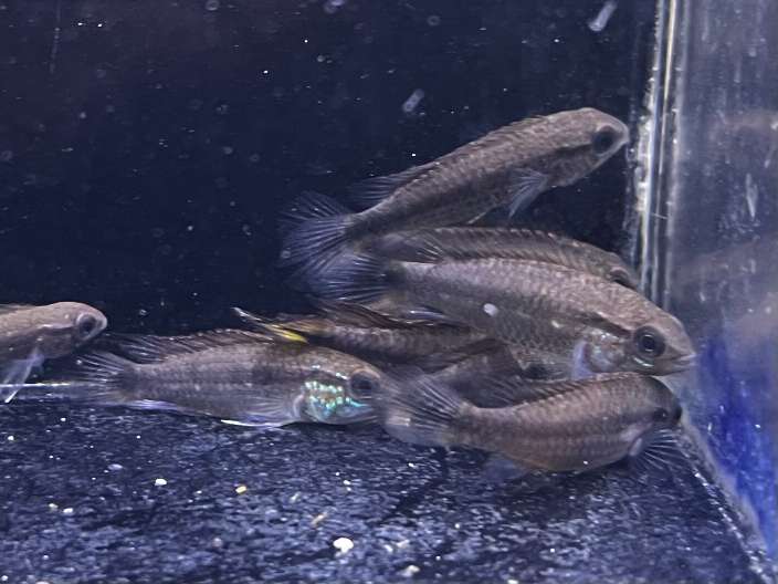 アピスト ビタエニアータ(ミックス) ポロロッカ足柄