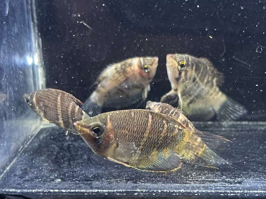 チョコレートグラミー ポロロッカ足柄