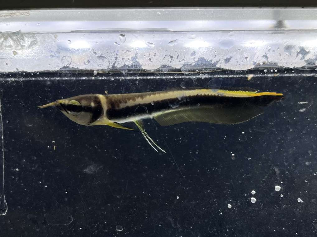 ブラックアロワナ ポロロッカ足柄