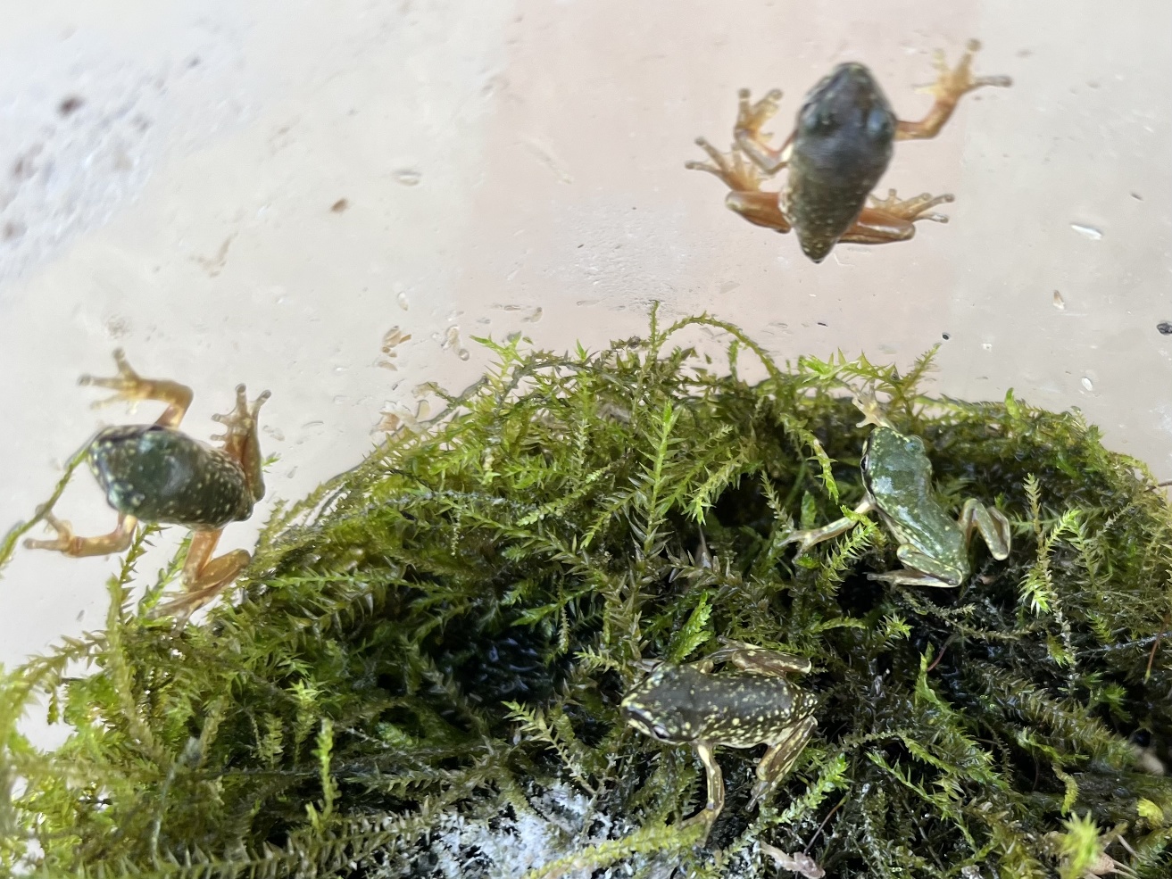 イエアメガエル オタマ ポロロッカ足柄