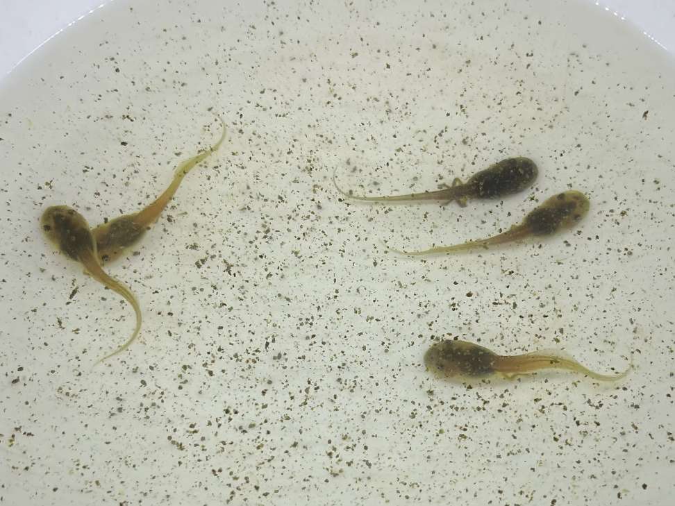 イエアメガエル オタマ ポロロッカ足柄