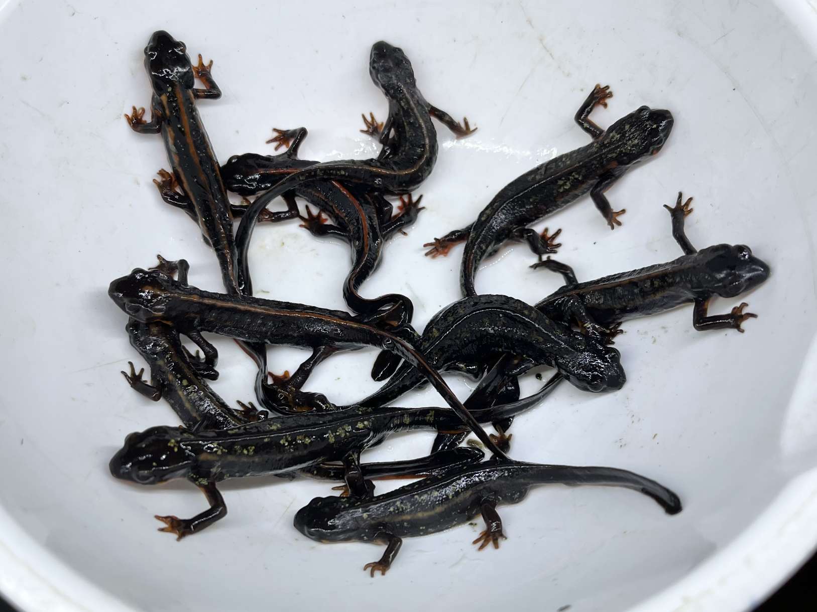 シリケンイモリ ポロロッカ足柄