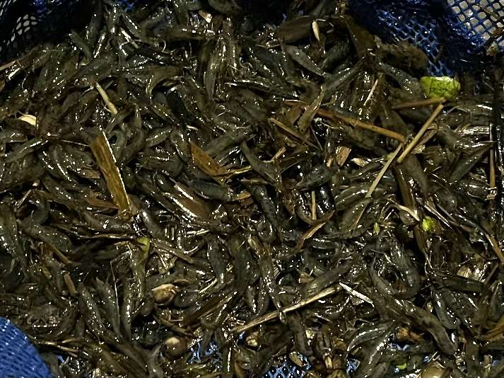 ミナミヌマエビ ポロロッカ足柄