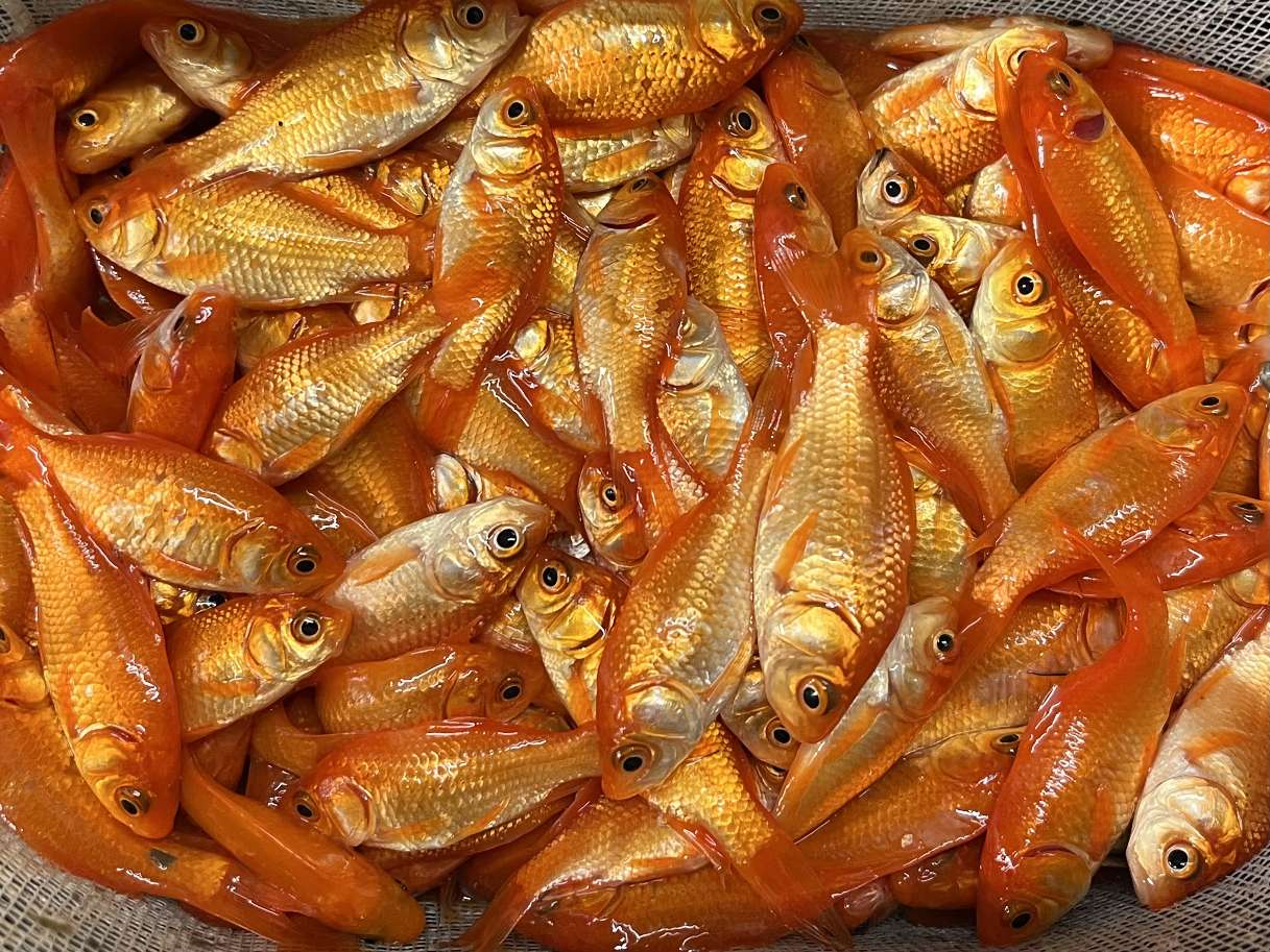 小赤、姉 ポロロッカ足柄