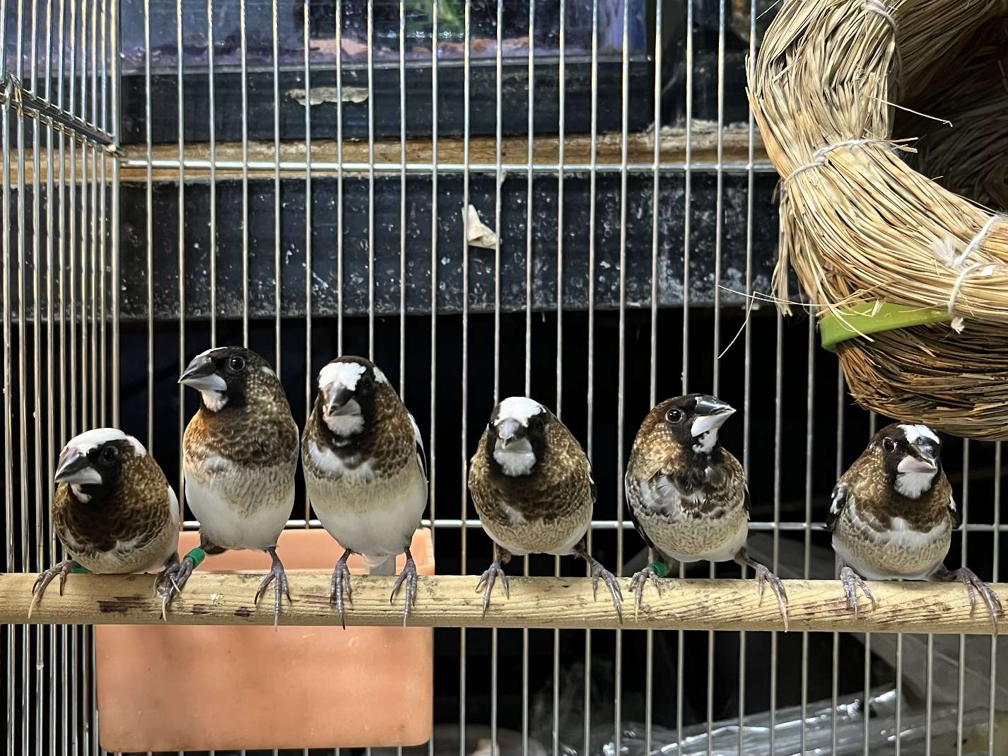 十姉妹 ポロロッカ足柄