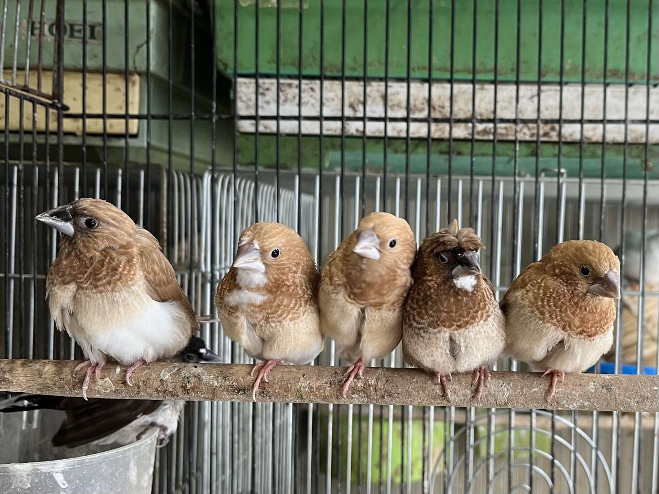 十姉妹 ポロロッカ足柄