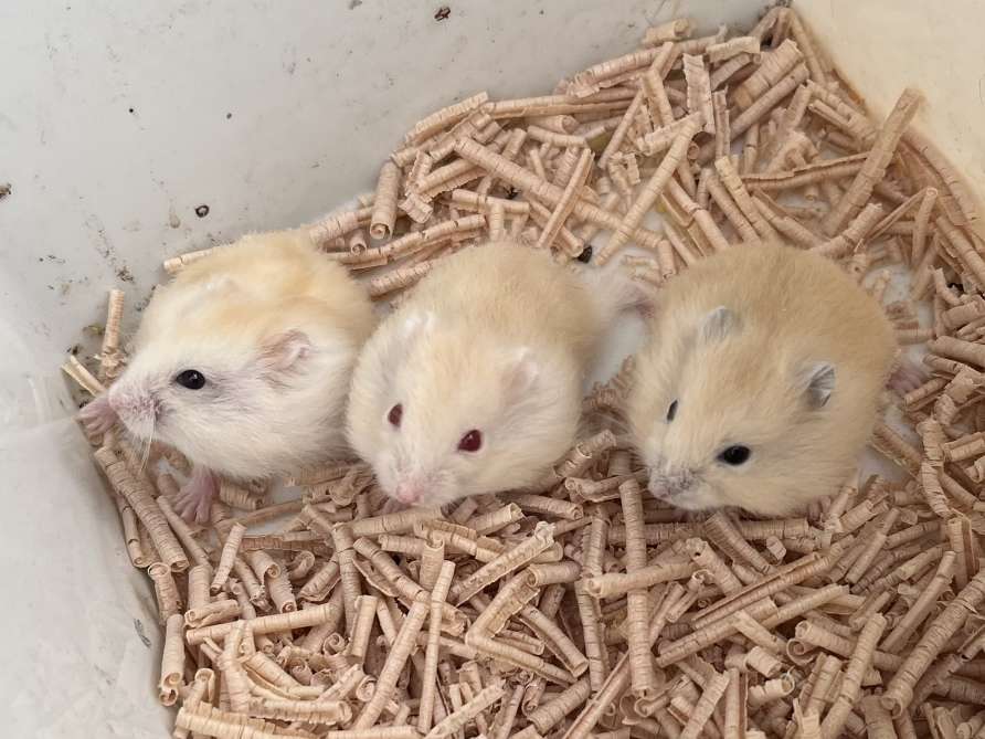 ジャンガリアンハムスター ポロロッカ足柄