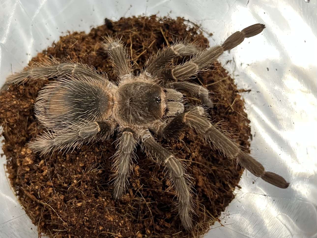 バイーアスカーレットタランチュラ ポロロッカ足柄