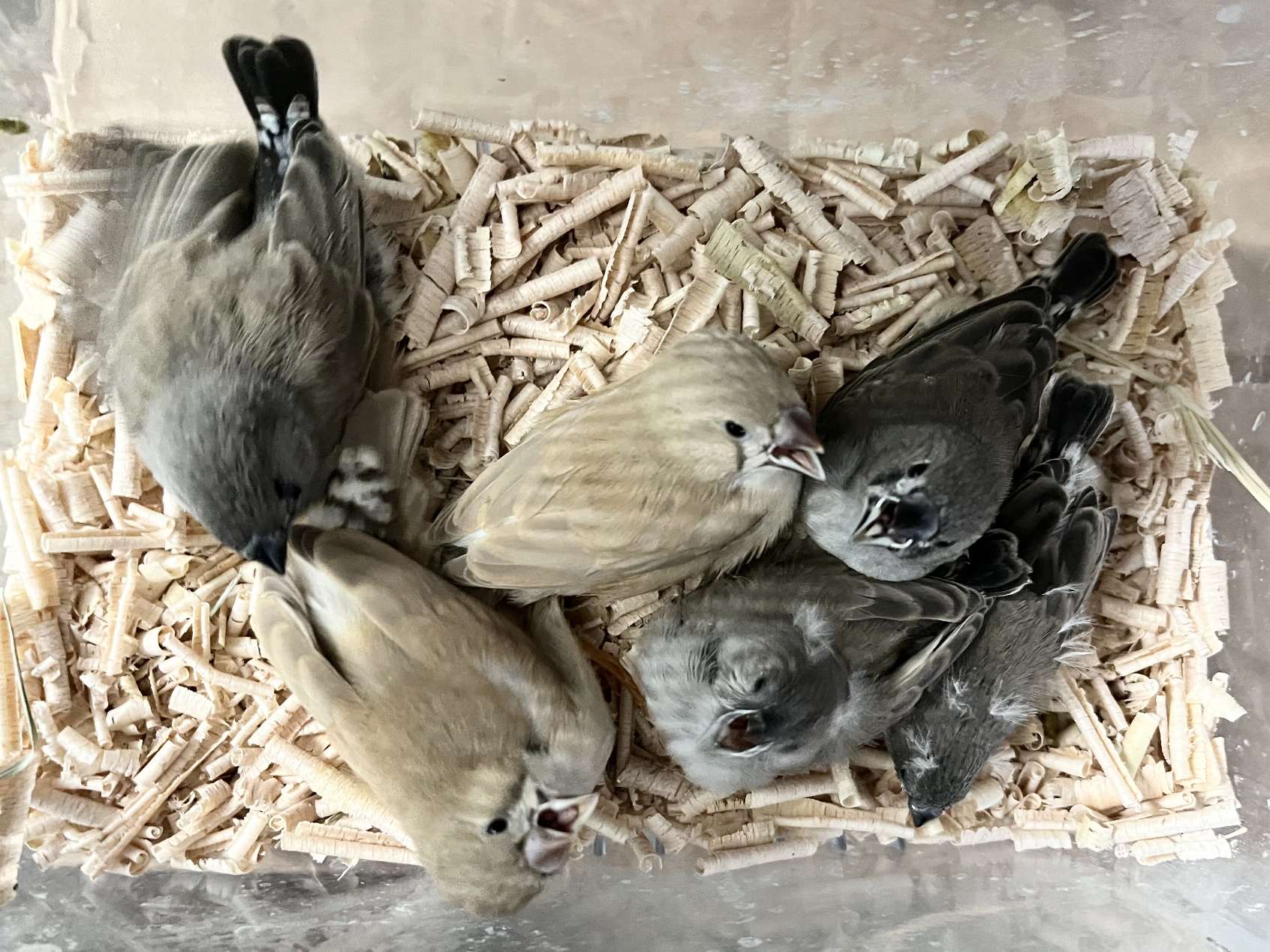 手乗り錦華鳥 ポロロッカ足柄