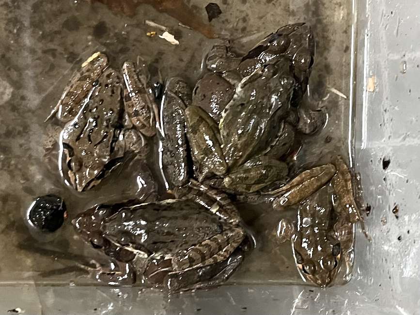 アカガエル ポロロッカ足柄