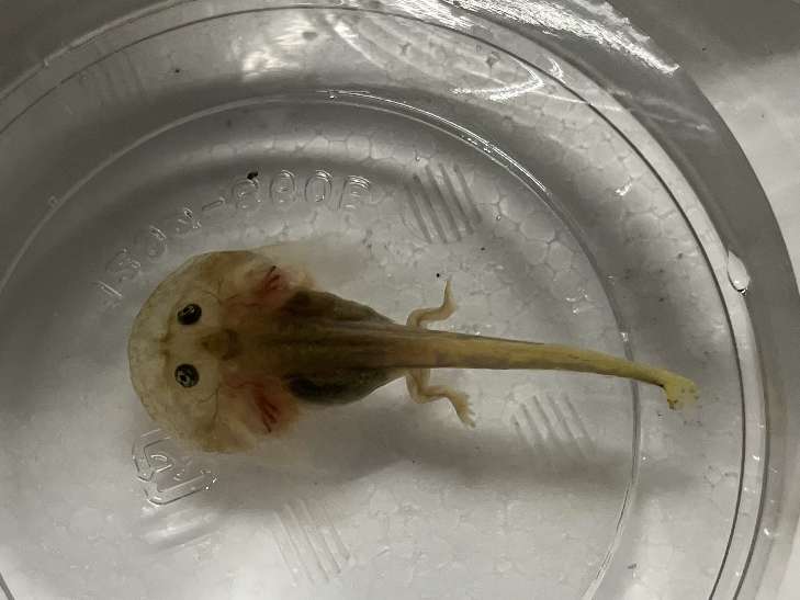 バジェットガエル オタマ ポロロッカ足柄