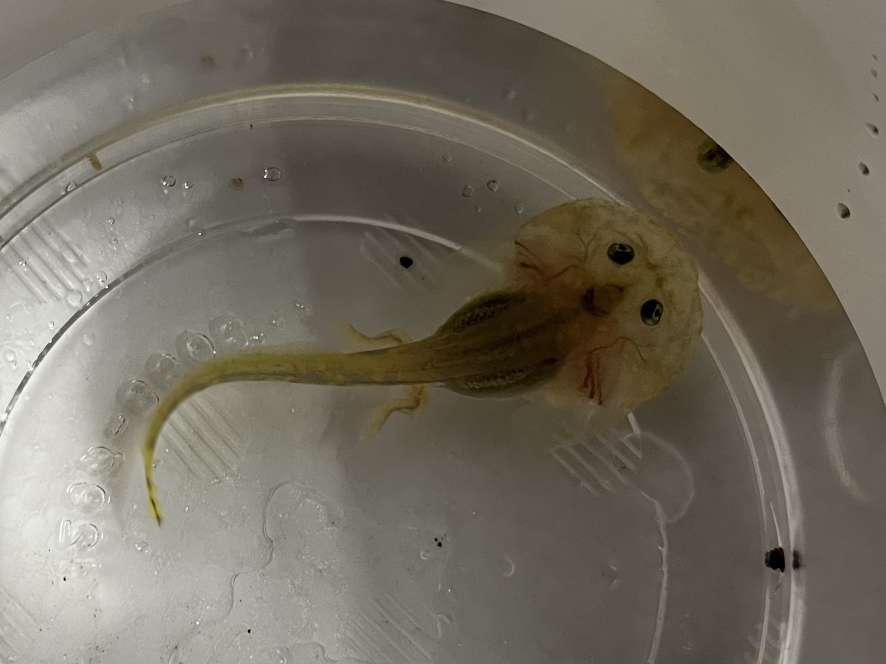 バジェットガエル オタマ ポロロッカ足柄