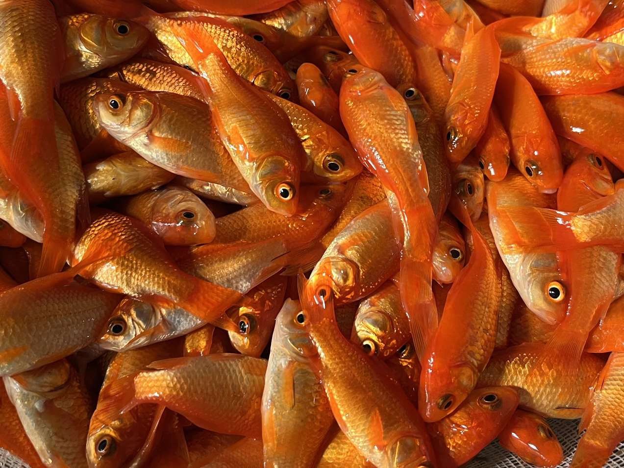 小赤、姉 ポロロッカ足柄