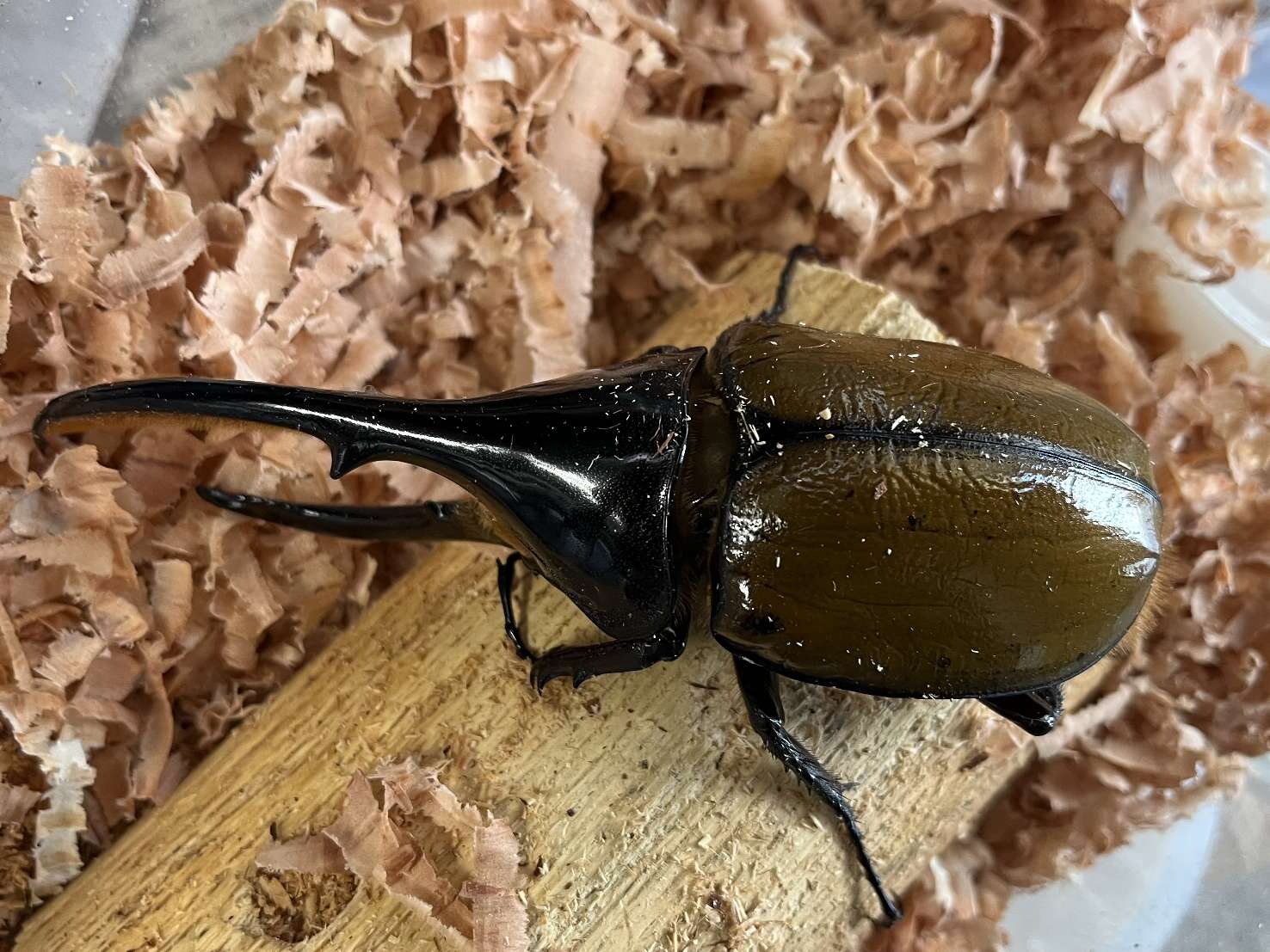 ヘラクレス リッキー ポロロッカ足柄