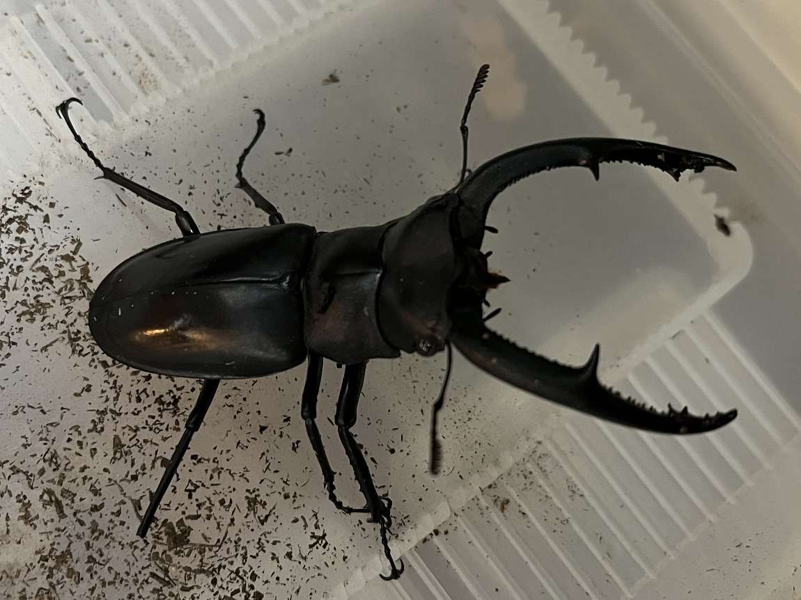 リノケロスフタマタクワガタ ポロロッカ足柄