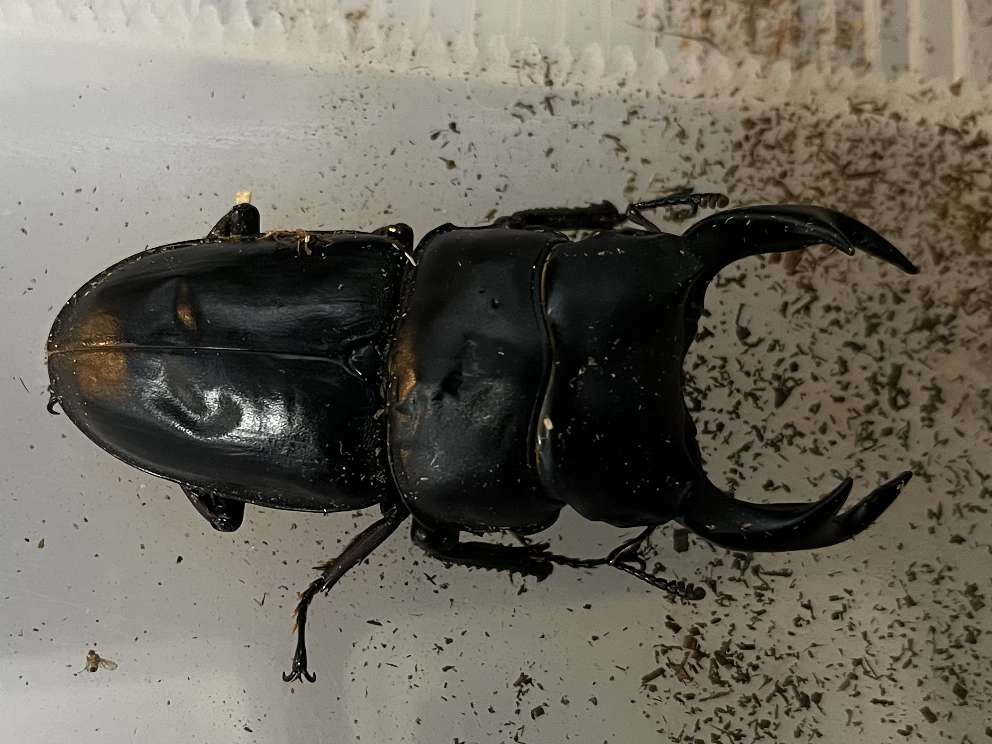 オオクワガタ ポロロッカ足柄