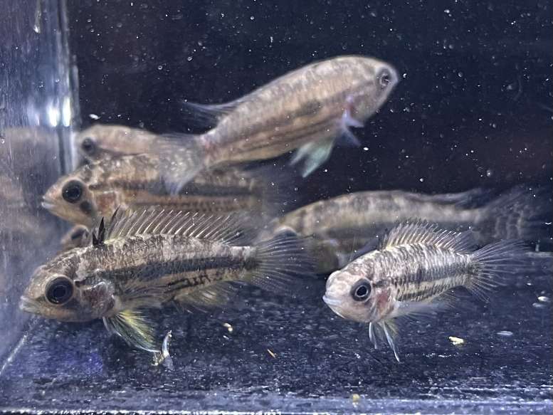 アピスト カカトイデス ポロロッカ足柄