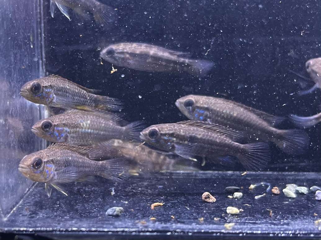 アピスト アガシジィ ポロロッカ足柄