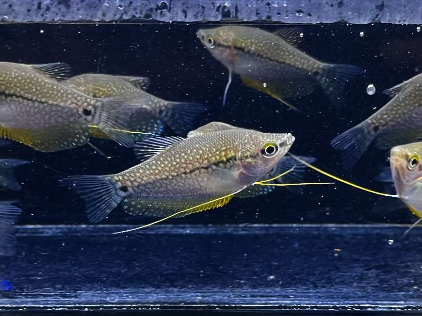 パールグラミー ポロロッカ足柄