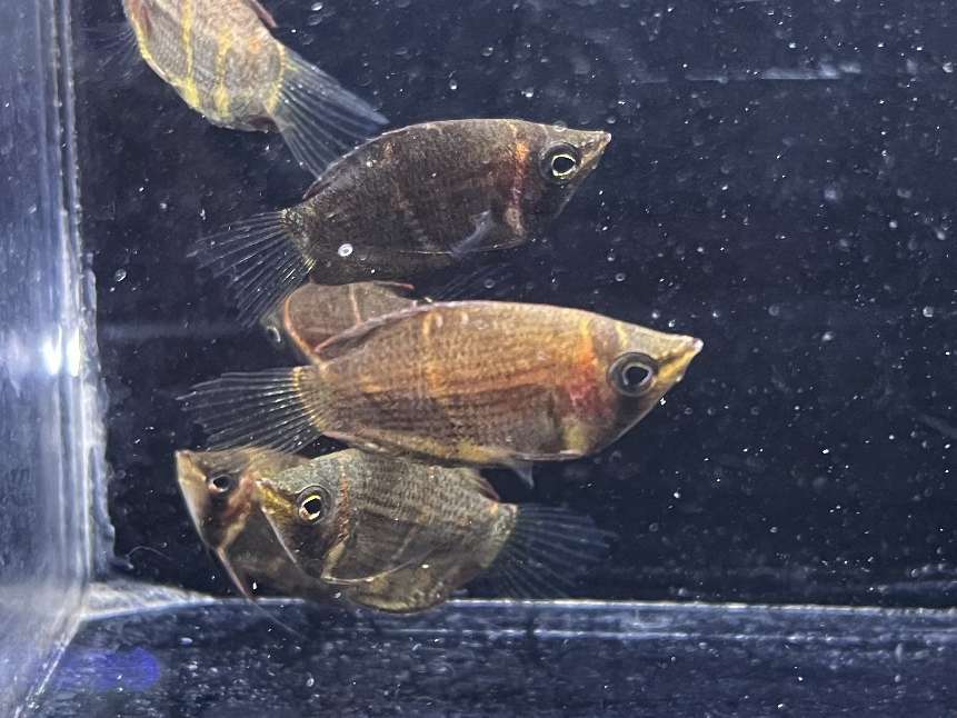 チョコレートグラミー ポロロッカ足柄