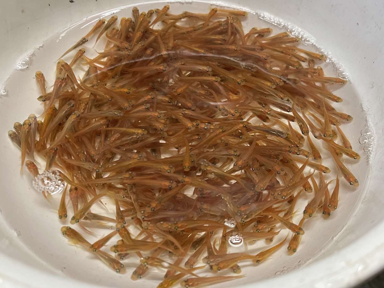 ヒメダカ ポロロッカ足柄