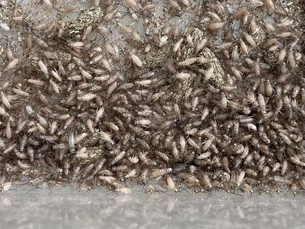 コオロギ ポロロッカ足柄