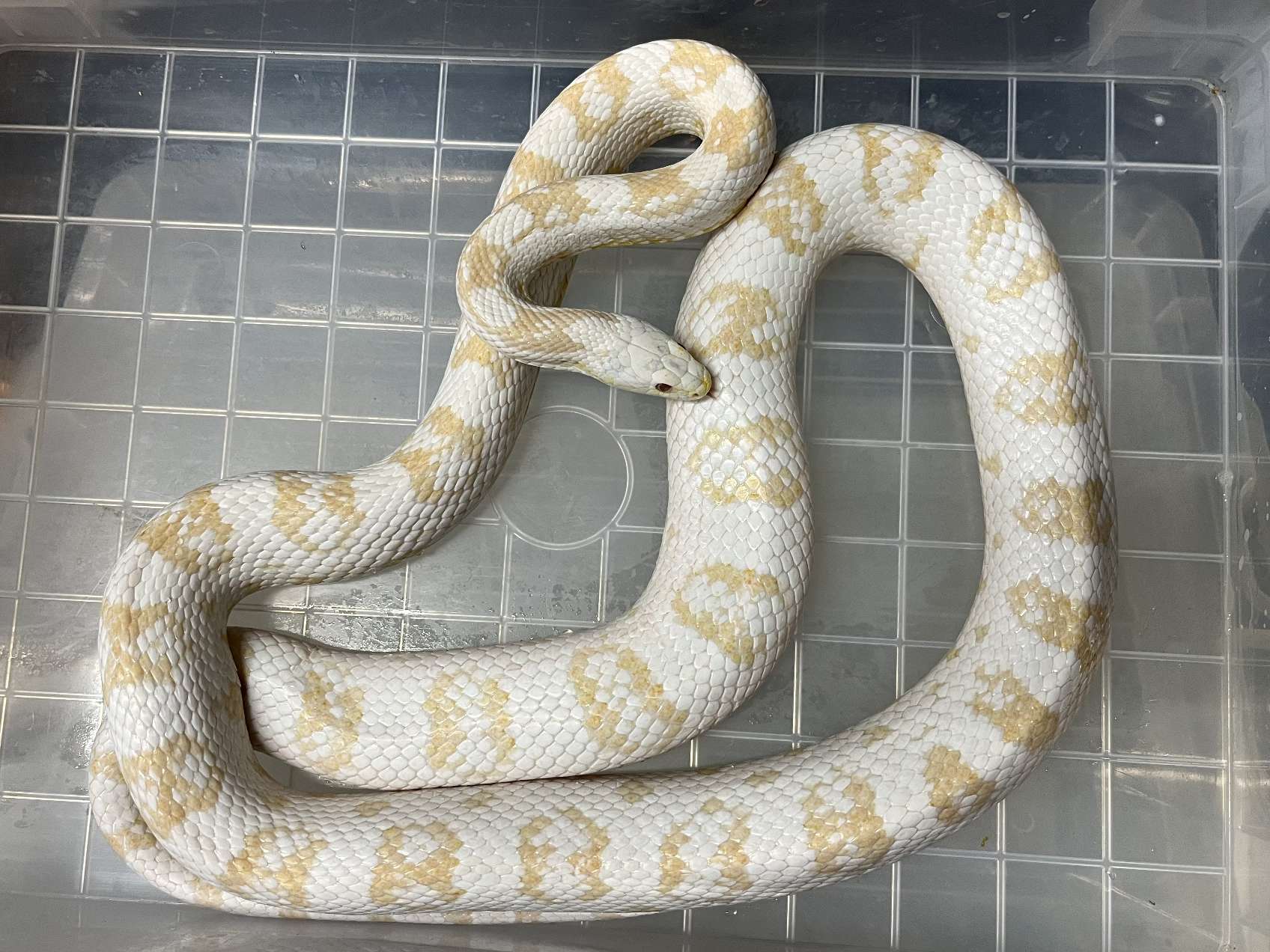 コーンスネーク ポロロッカ足柄