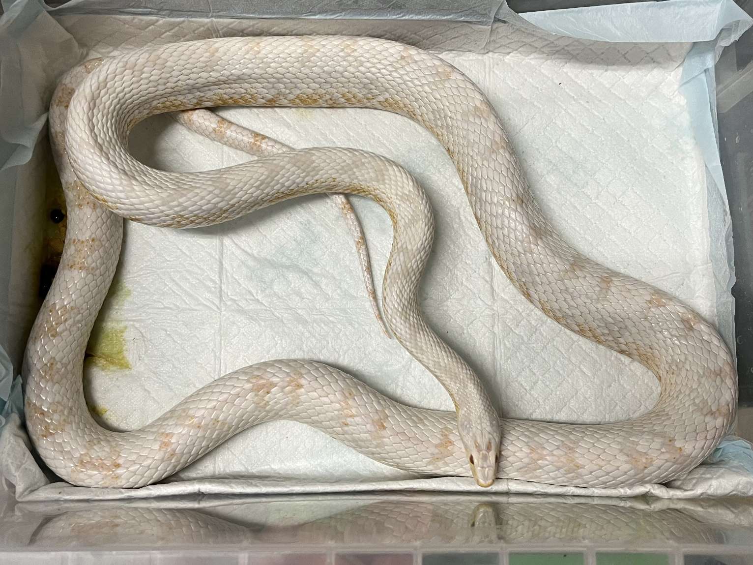 コーンスネーク ポロロッカ足柄