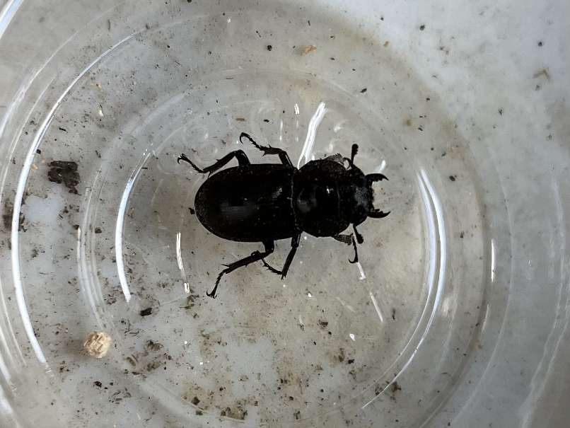 コクワガタ ポロロッカ足柄