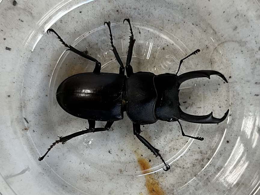 コクワガタ ポロロッカ足柄