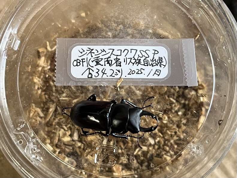シネンシスコクワガタSSP ポロロッカ足柄