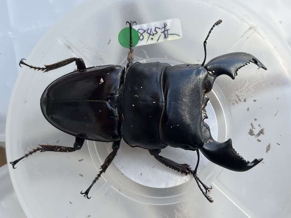 スマトラヒラタ ポロロッカ足柄