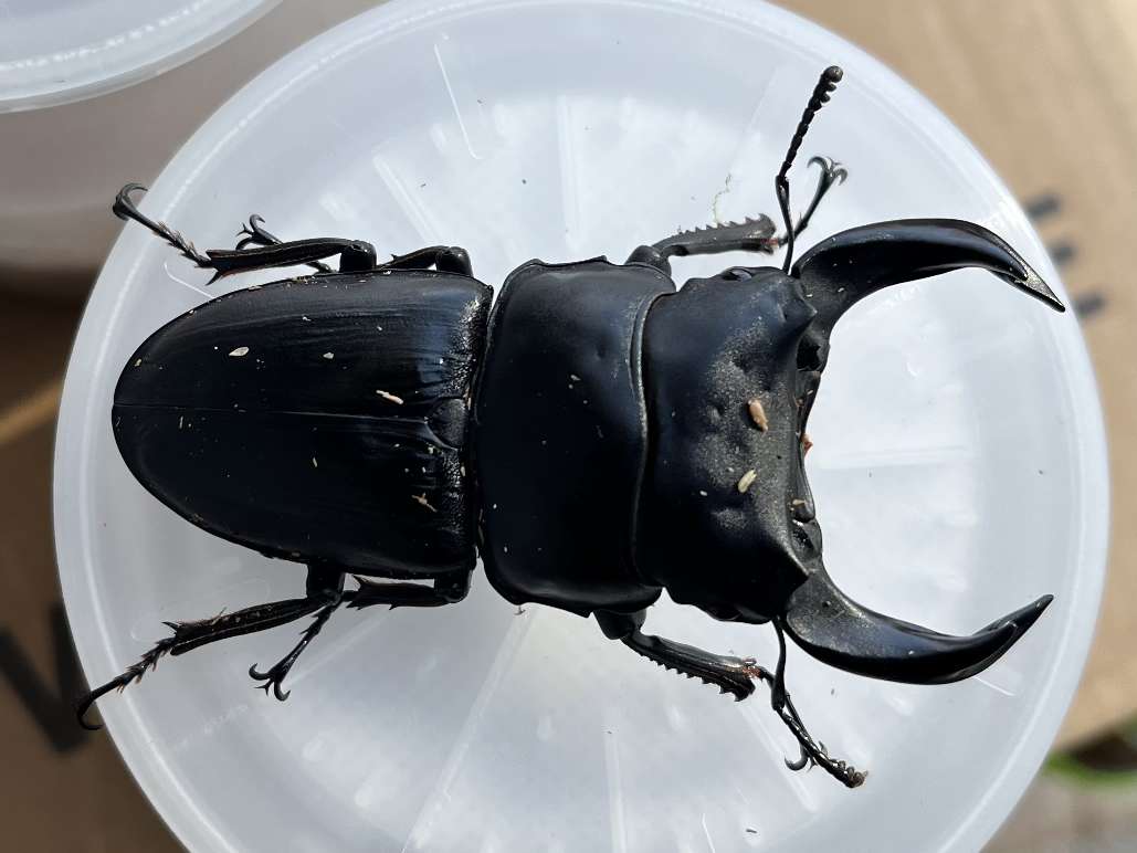 ホペイオオクワガタ ポロロッカ足柄