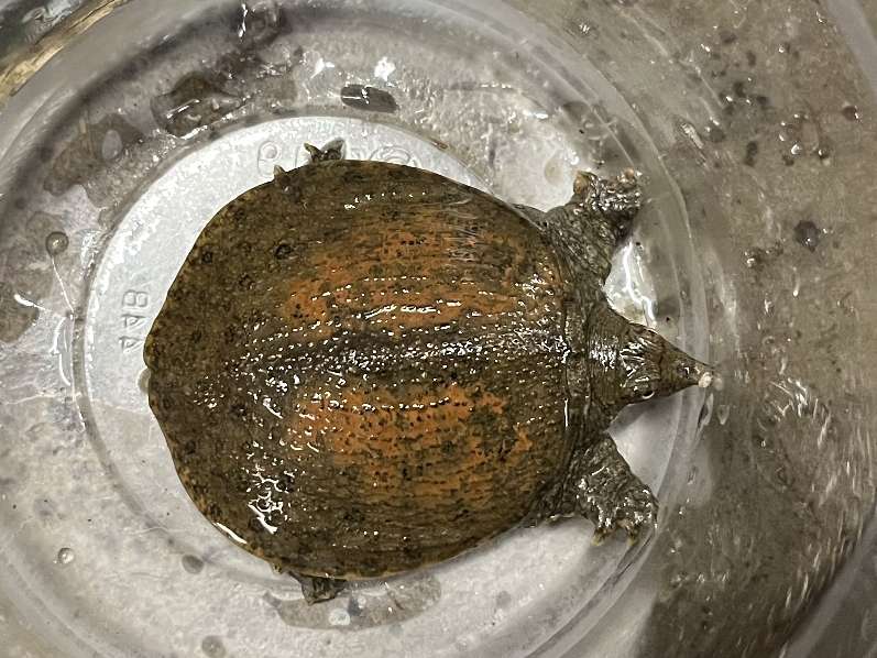 スッポン ポロロッカ足柄