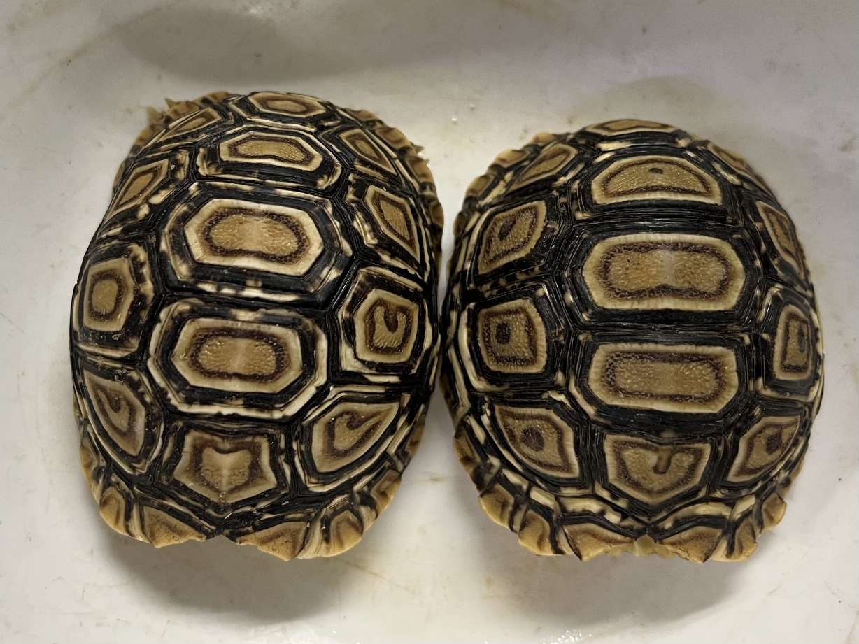 ヒョウモン陸亀 ポロロッカ足柄