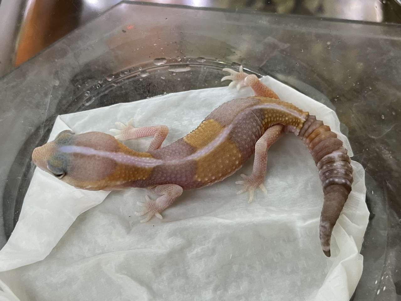 ニシアフリカトカゲモドキ ポロロッカ足柄