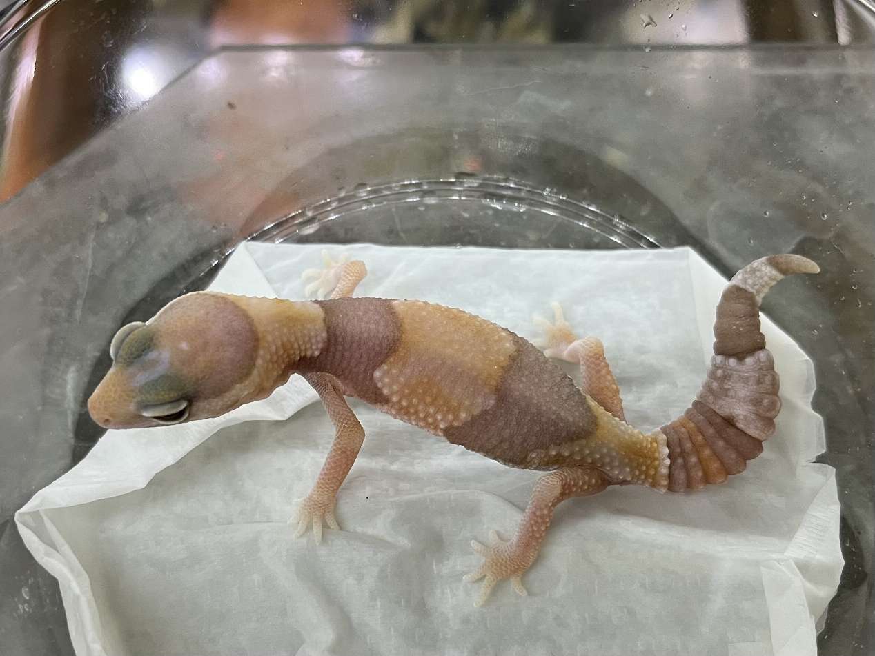 ニシアフリカトカゲモドキ ポロロッカ足柄