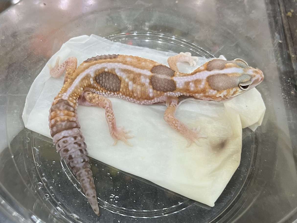 ニシアフリカトカゲモドキ ポロロッカ足柄