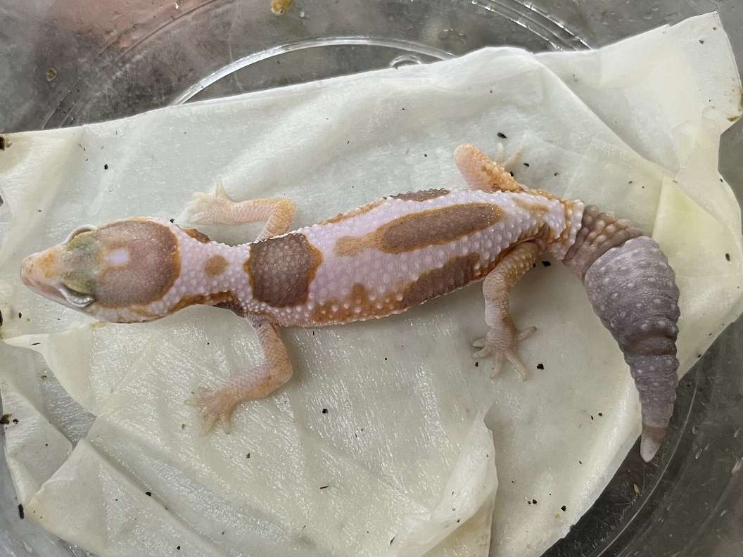 ニシアフリカトカゲモドキ ポロロッカ足柄