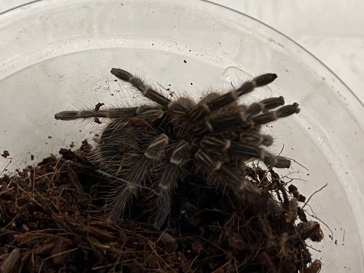 チャコジャイアントゴールデンストライプニータランチュラ ポロロッカ足柄