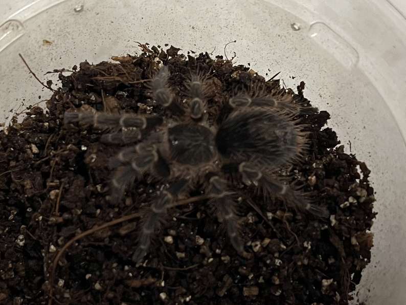 チャコジャイアントゴールデンストライプニータランチュラ ポロロッカ足柄