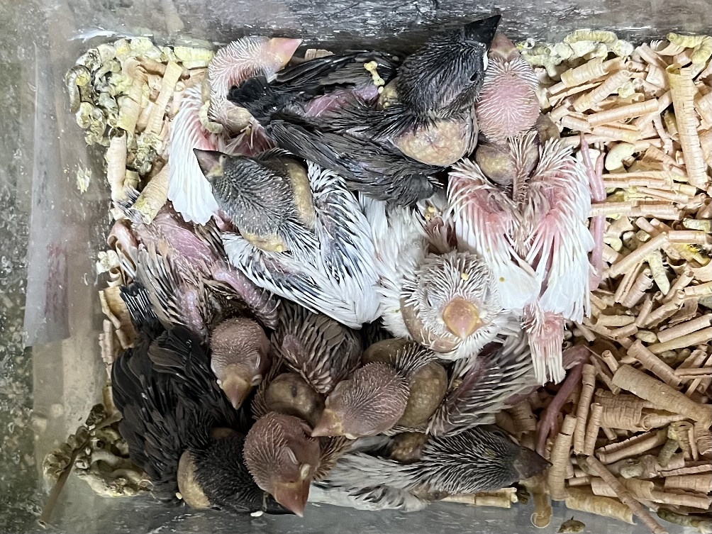 手乗り文鳥 ポロロッカ足柄