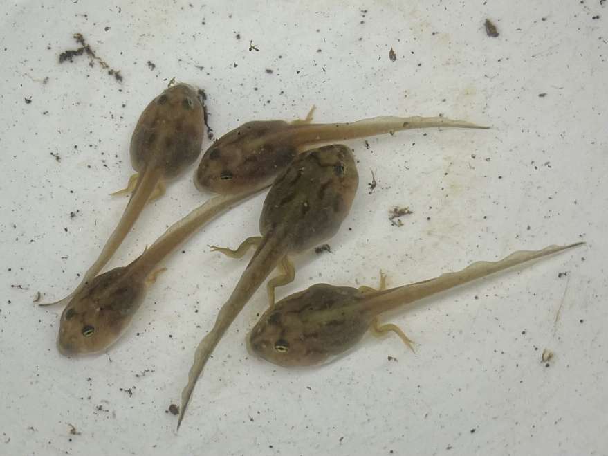 クランウェルツノガエル オタマ ポロロッカ足柄