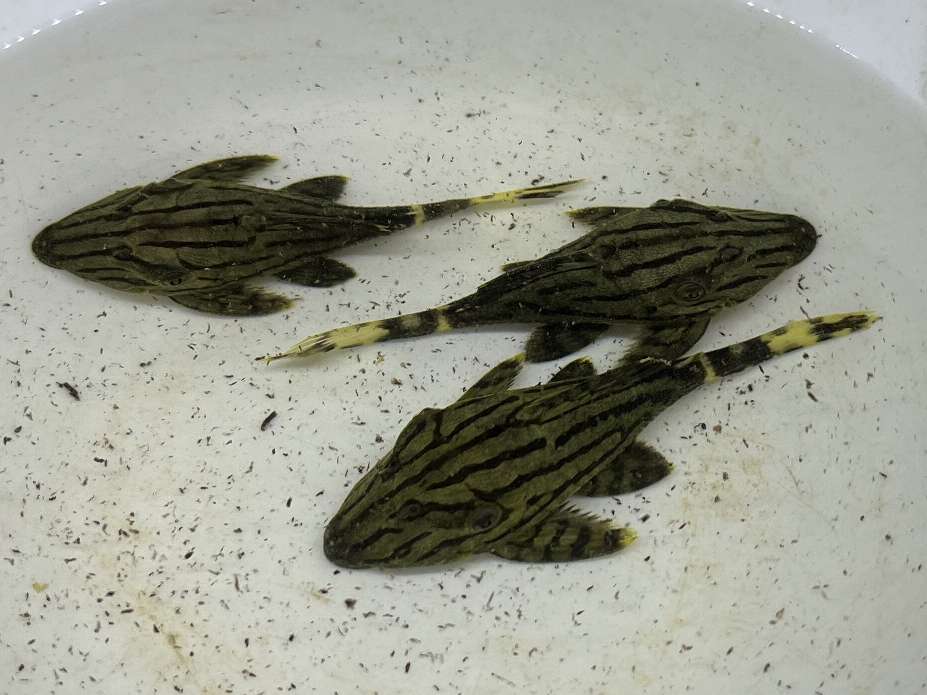 グリーンロイヤルプレコ ポロロッカ足柄