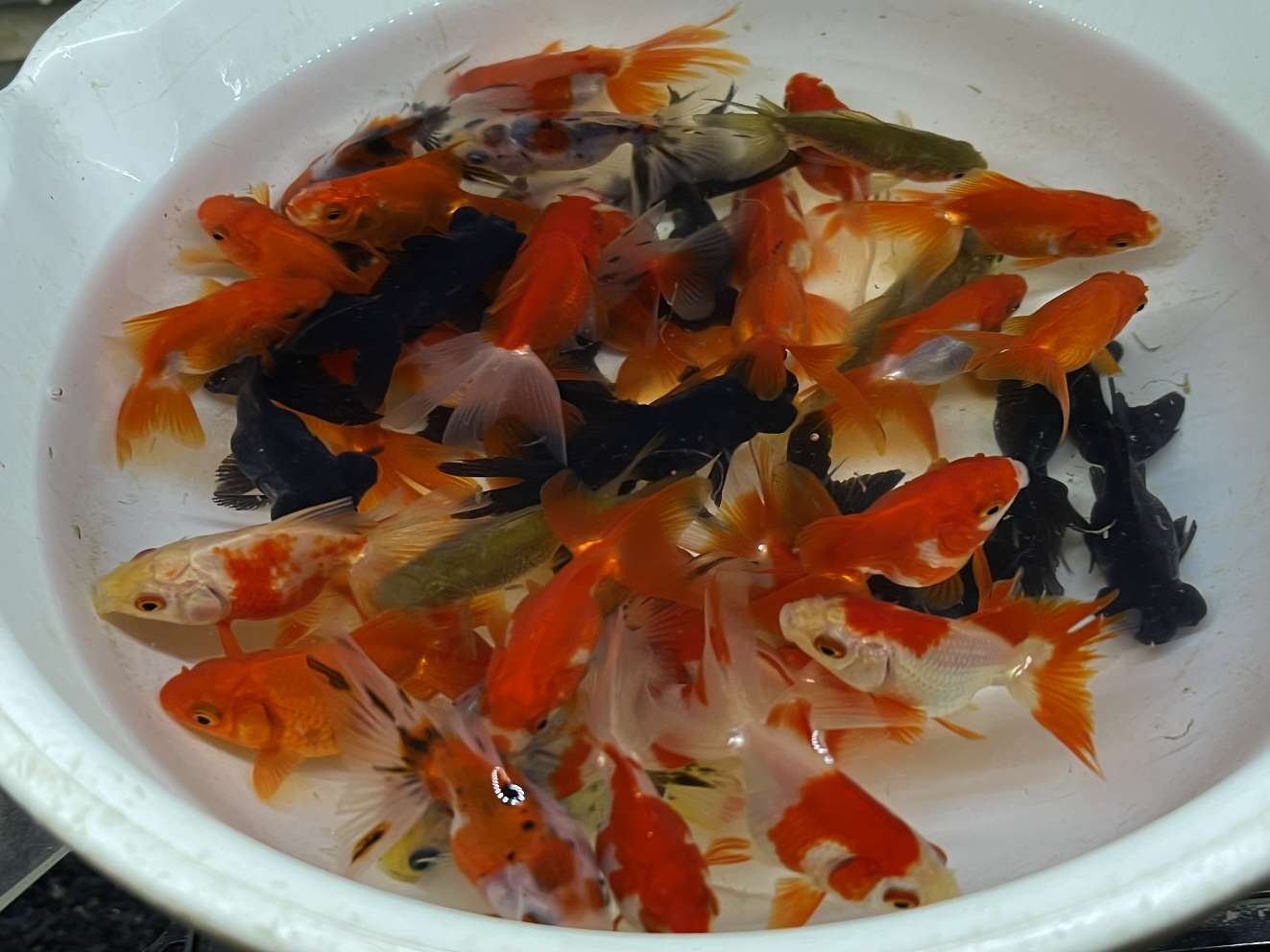 ミックス金魚 ポロロッカ足柄