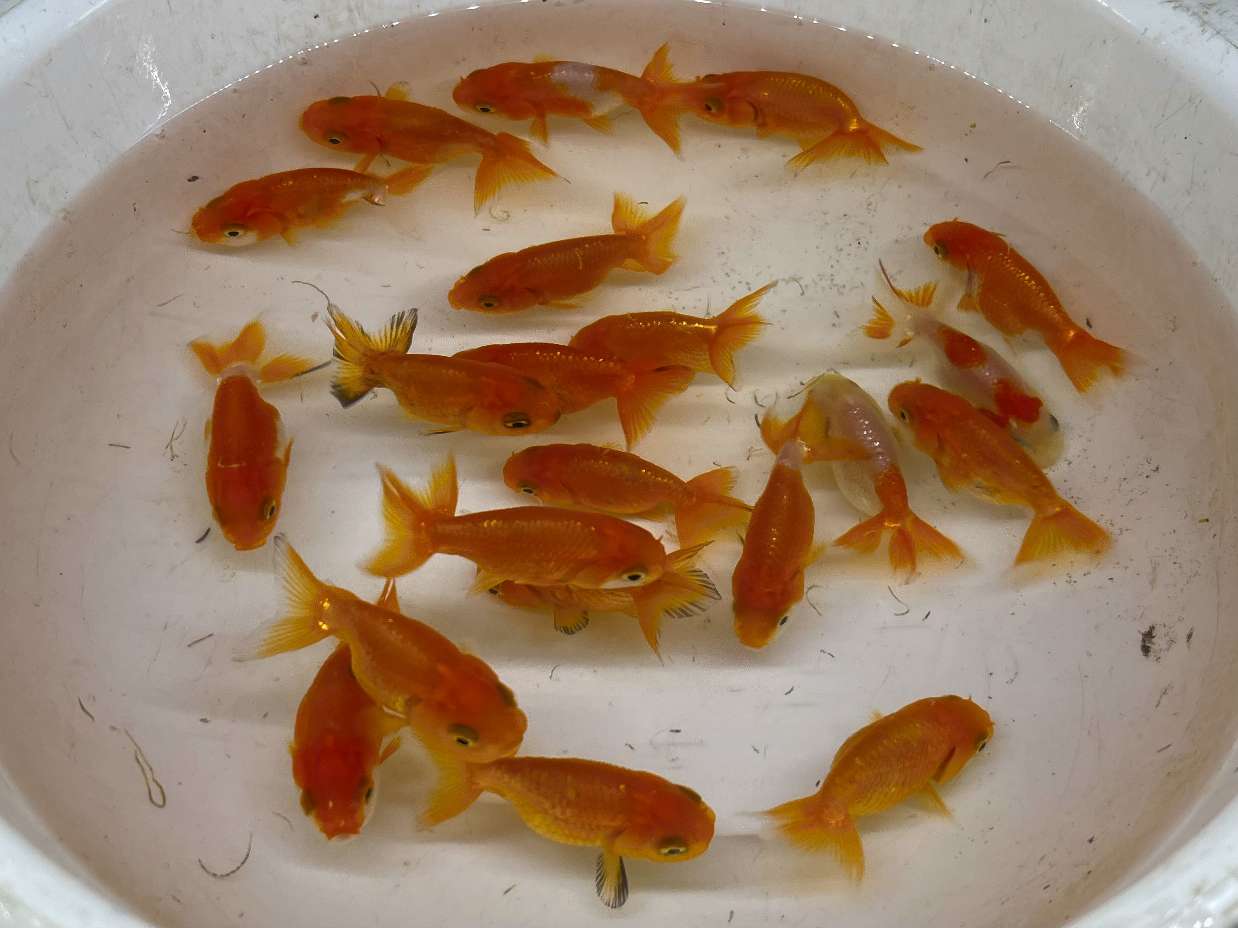 らんちゅう ポロロッカ足柄